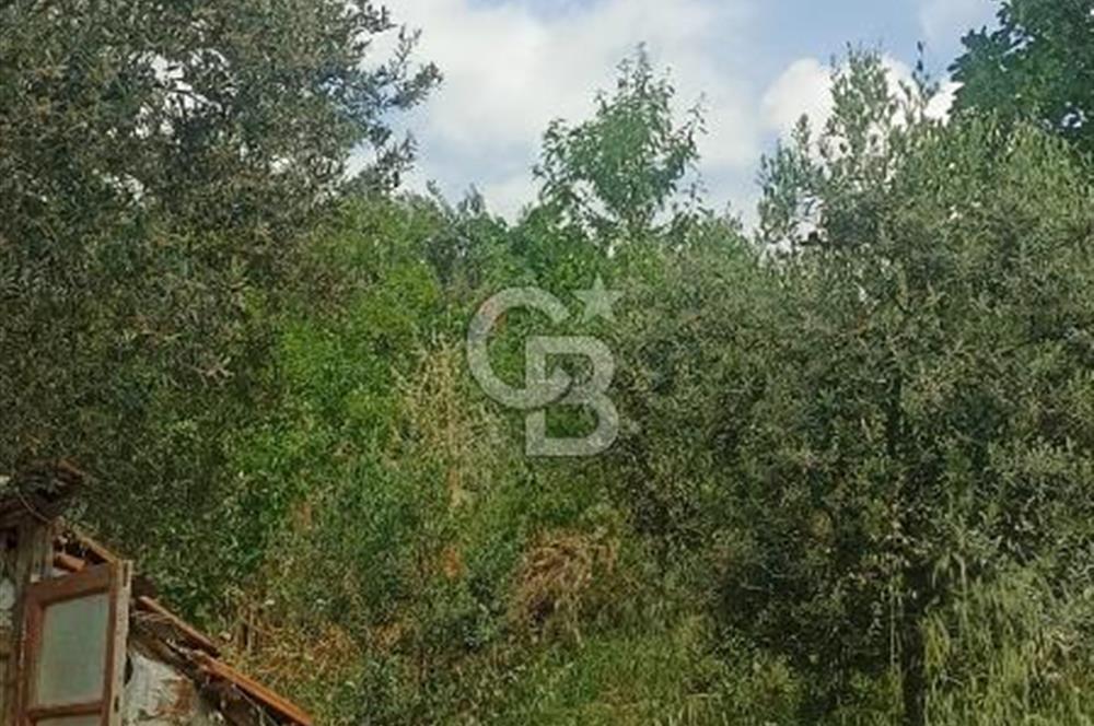 1244 m2 izmir bergama ürkütler köyünde imarlı arsa
