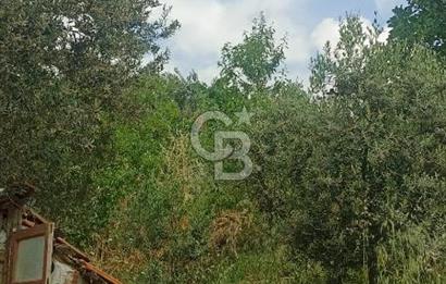 1244 m2 izmir bergama ürkütler köyünde imarlı arsa