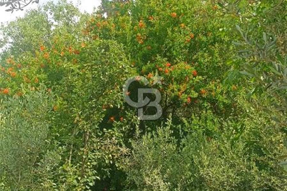 1244 m2 izmir bergama ürkütler köyünde imarlı arsa