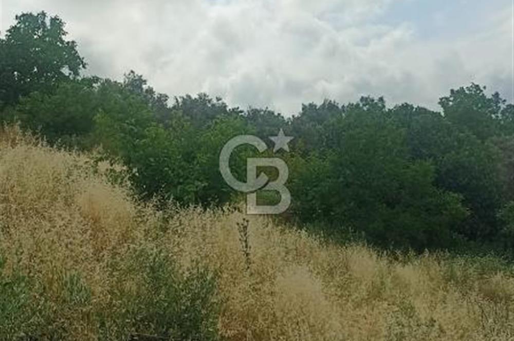1244 m2 izmir bergama ürkütler köyünde imarlı arsa