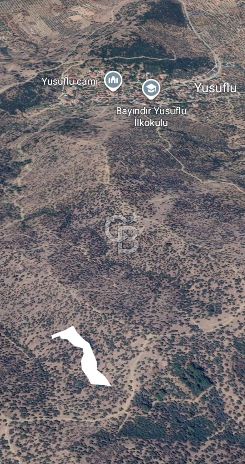 Bayındır Yusuflu’da Yatırımlık   4521m2 Satılık Zeytinlik 