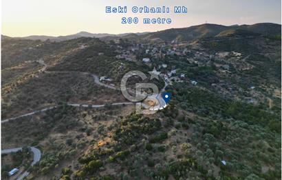 Orhanlı Köyünde Fırsat Konumda 10.550m2 Zeytin Ağaçlı Tarla