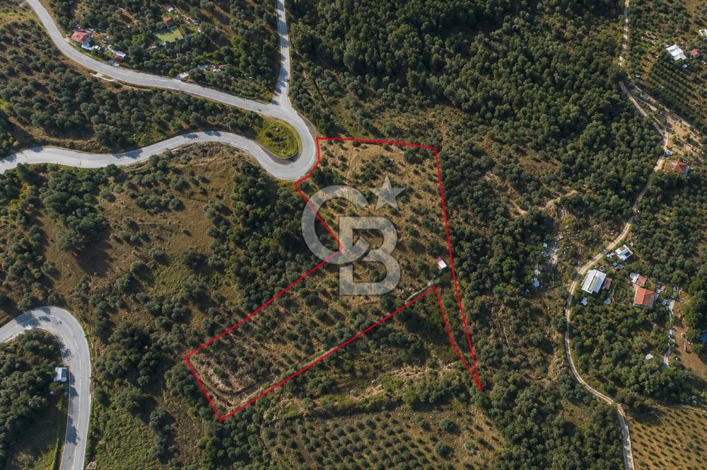 Orhanlı Köyünde Fırsat Konumda 10.550m2 Zeytin Ağaçlı Tarla