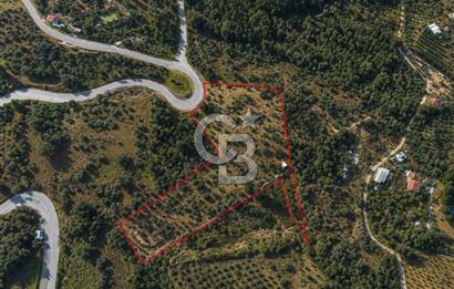 Orhanlı Köyünde Fırsat Konumda 10.550m2 Zeytin Ağaçlı Tarla