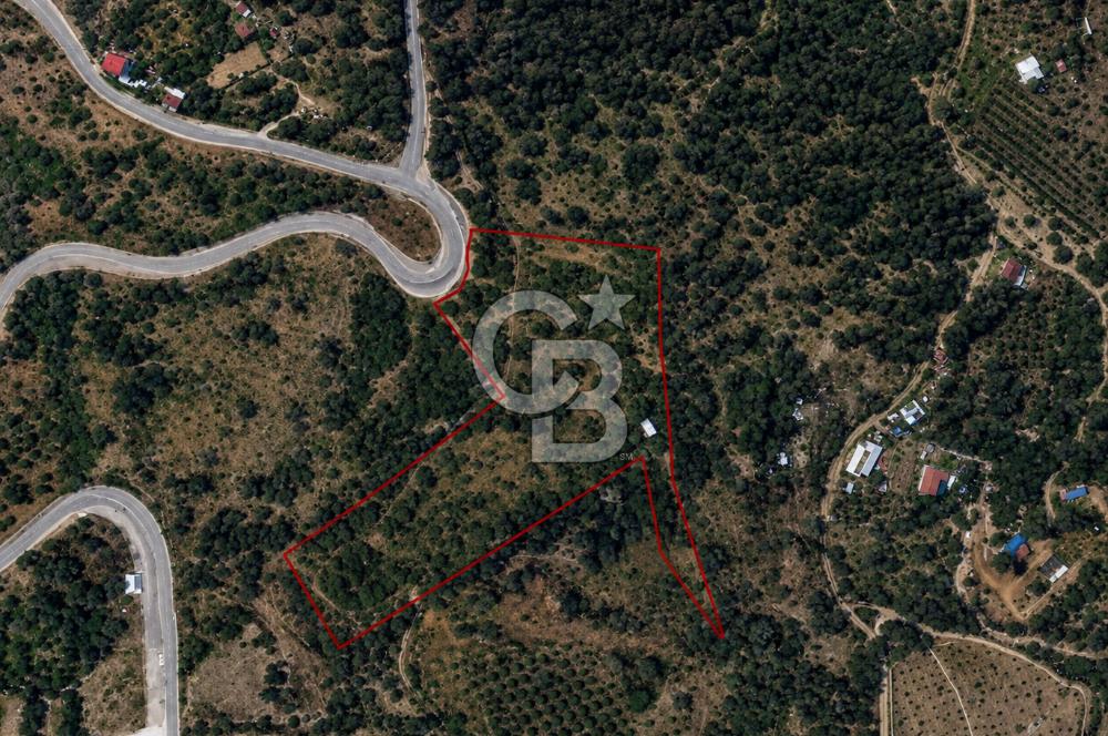Orhanlı Köyünde Fırsat Konumda 10.550m2 Zeytin Ağaçlı Tarla