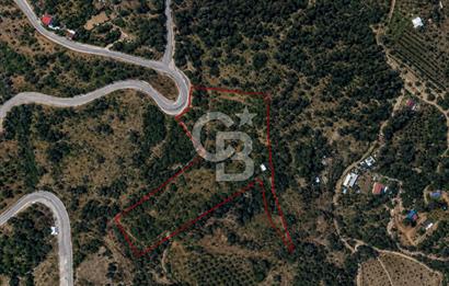 Orhanlı Köyünde Fırsat Konumda 10.550m2 Zeytin Ağaçlı Tarla