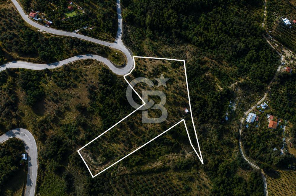 Orhanlı Köyünde Fırsat Konumda 10.550m2 Zeytin Ağaçlı Tarla