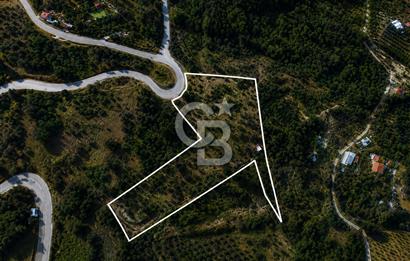 Orhanlı Köyünde Fırsat Konumda 10.550m2 Zeytin Ağaçlı Tarla