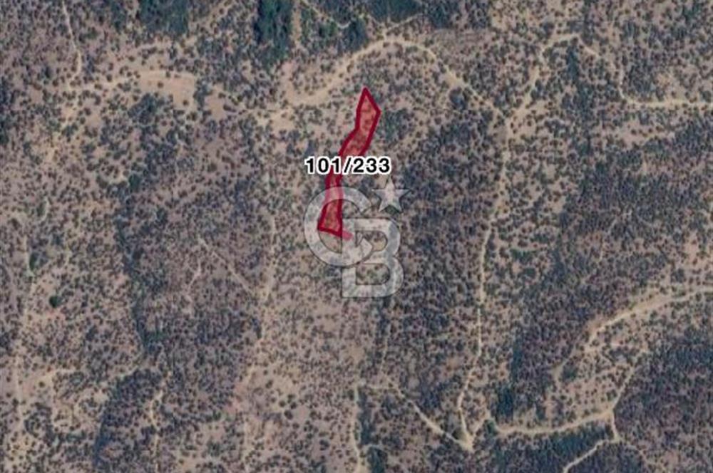 Bayındır Yusuflu’da Yatırımlık   4521m2 Satılık Zeytinlik 