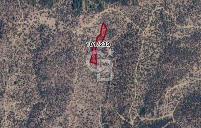 Bayındır Yusuflu’da Yatırımlık   4521m2 Satılık Zeytinlik 