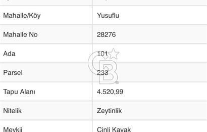 Bayındır Yusuflu’da Yatırımlık   4521m2 Satılık Zeytinlik 