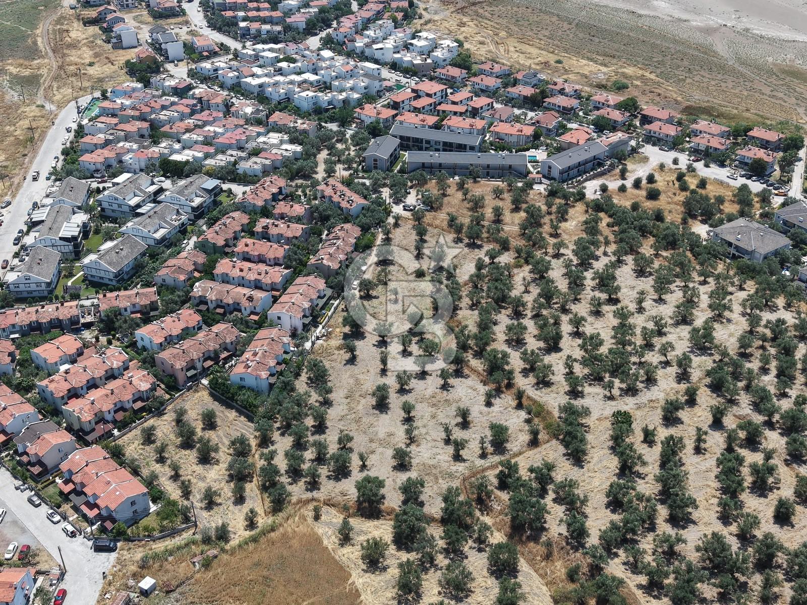 AYVALIK KÜÇÜKKÖY'DE DENİZE 500M MESAFEDE SATILIK ZEYTİNLİK