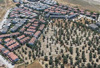 AYVALIK KÜÇÜKKÖY'DE DENİZE 500M MESAFEDE SATILIK ZEYTİNLİK - 4 - 357238