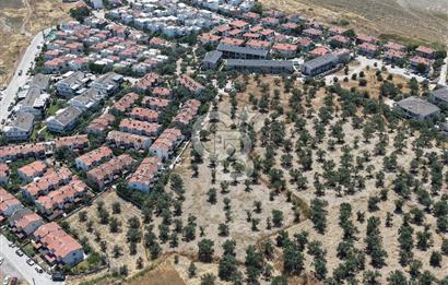 AYVALIK KÜÇÜKKÖY'DE DENİZE 500M MESAFEDE SATILIK ZEYTİNLİK