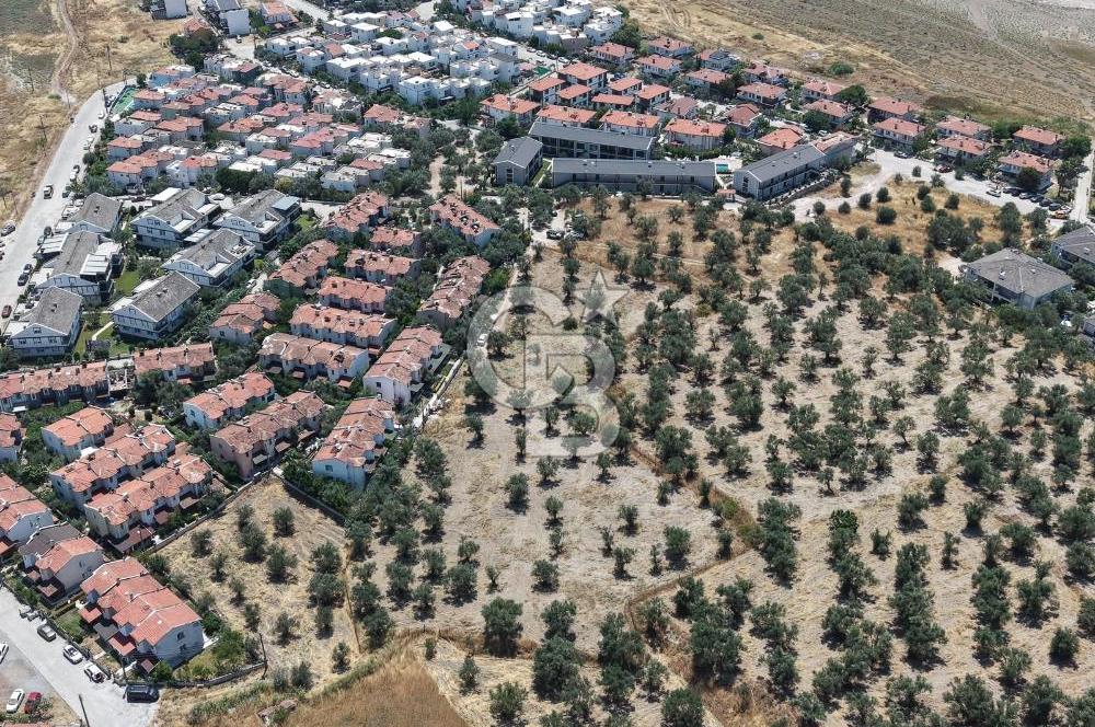 AYVALIK KÜÇÜKKÖY'DE DENİZE 500M MESAFEDE SATILIK ZEYTİNLİK