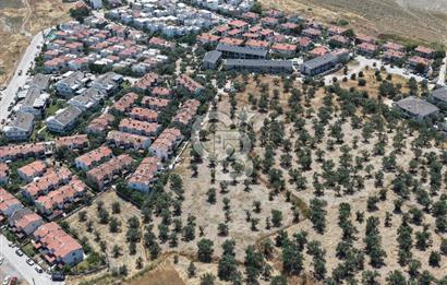 AYVALIK KÜÇÜKKÖY'DE DENİZE 500M MESAFEDE SATILIK ZEYTİNLİK