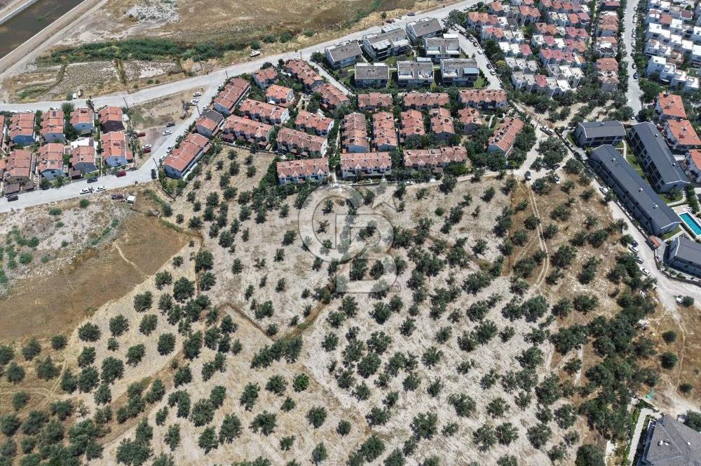 AYVALIK KÜÇÜKKÖY'DE DENİZE 500M MESAFEDE SATILIK ZEYTİNLİK