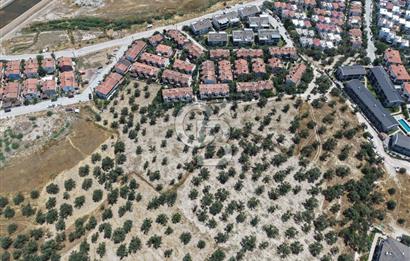 AYVALIK KÜÇÜKKÖY'DE DENİZE 500M MESAFEDE SATILIK ZEYTİNLİK