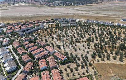 AYVALIK KÜÇÜKKÖY'DE DENİZE 500M MESAFEDE SATILIK ZEYTİNLİK