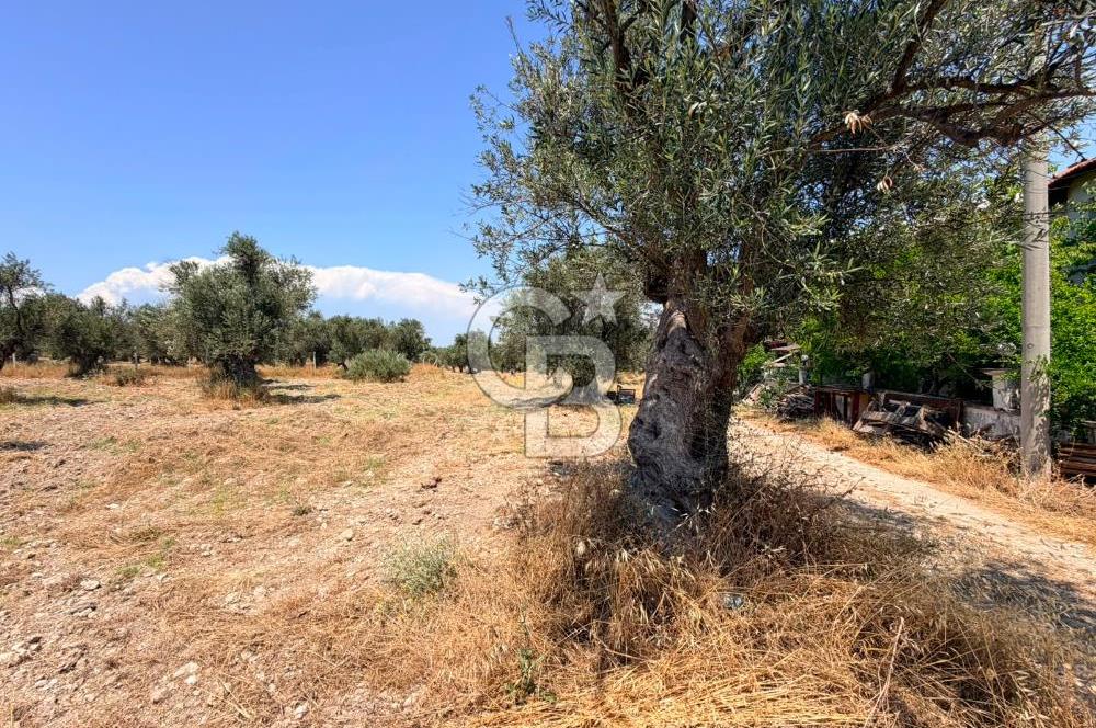 AYVALIK KÜÇÜKKÖY'DE DENİZE 500M MESAFEDE SATILIK ZEYTİNLİK
