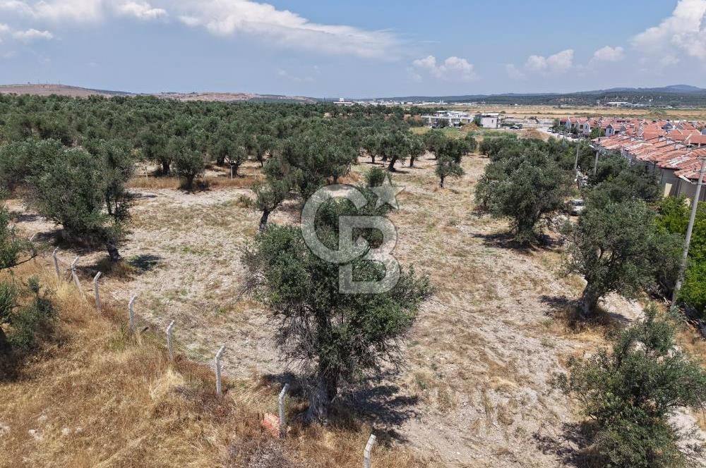 AYVALIK KÜÇÜKKÖY'DE DENİZE 500M MESAFEDE SATILIK ZEYTİNLİK