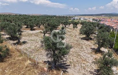 AYVALIK KÜÇÜKKÖY'DE DENİZE 500M MESAFEDE SATILIK ZEYTİNLİK