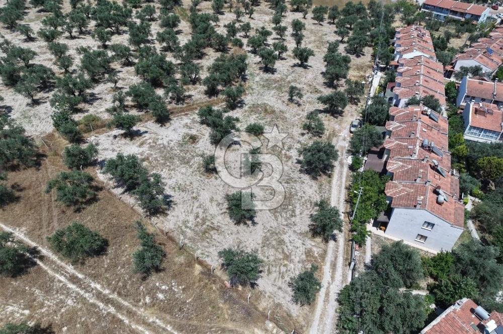AYVALIK KÜÇÜKKÖY'DE DENİZE 500M MESAFEDE SATILIK ZEYTİNLİK