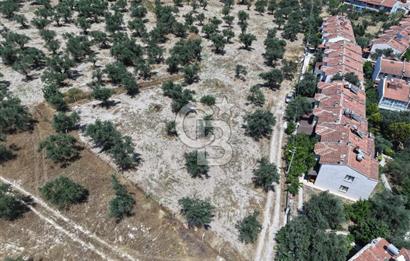 AYVALIK KÜÇÜKKÖY'DE DENİZE 500M MESAFEDE SATILIK ZEYTİNLİK