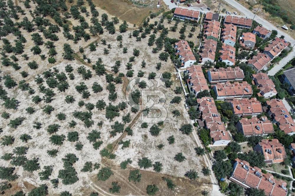 AYVALIK KÜÇÜKKÖY'DE DENİZE 500M MESAFEDE SATILIK ZEYTİNLİK