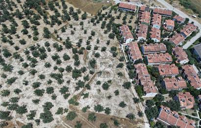 AYVALIK KÜÇÜKKÖY'DE DENİZE 500M MESAFEDE SATILIK ZEYTİNLİK