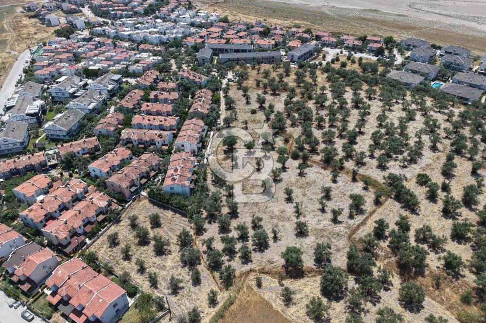 AYVALIK KÜÇÜKKÖY'DE DENİZE 500M MESAFEDE SATILIK ZEYTİNLİK