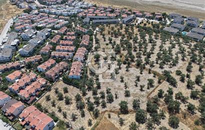 AYVALIK KÜÇÜKKÖY'DE DENİZE 500M MESAFEDE SATILIK ZEYTİNLİK