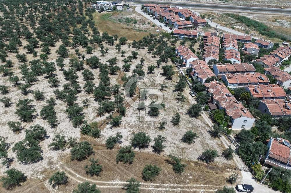 AYVALIK KÜÇÜKKÖY'DE DENİZE 500M MESAFEDE SATILIK ZEYTİNLİK