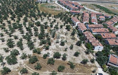 AYVALIK KÜÇÜKKÖY'DE DENİZE 500M MESAFEDE SATILIK ZEYTİNLİK