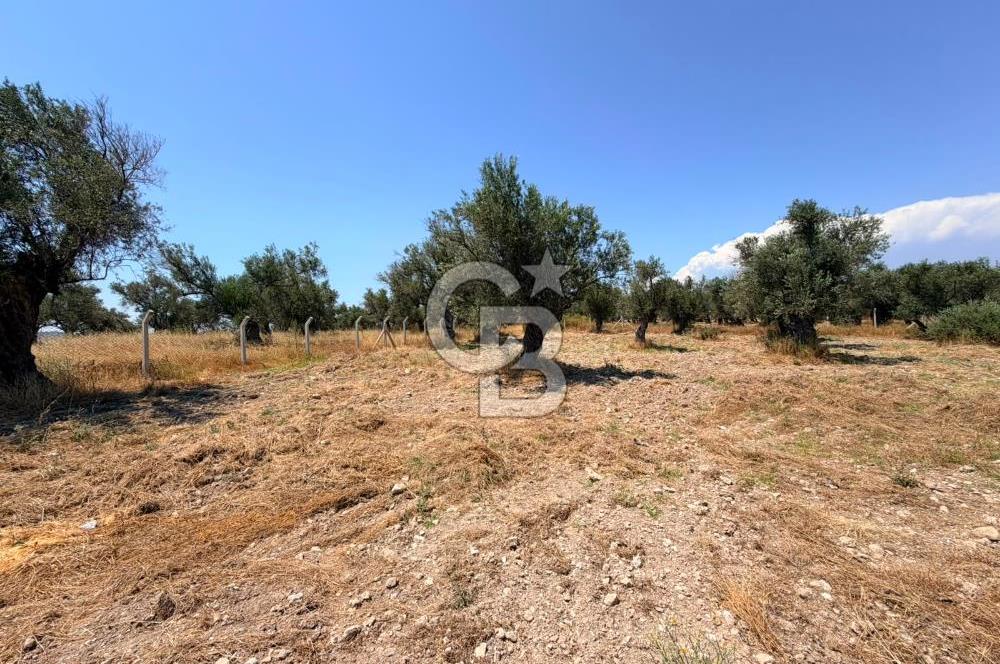 AYVALIK KÜÇÜKKÖY'DE DENİZE 500M MESAFEDE SATILIK ZEYTİNLİK