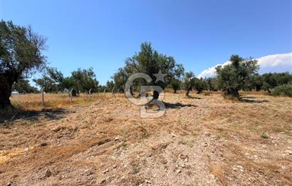 AYVALIK KÜÇÜKKÖY'DE DENİZE 500M MESAFEDE SATILIK ZEYTİNLİK