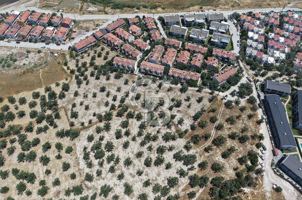 AYVALIK KÜÇÜKKÖY'DE DENİZE 500M MESAFEDE SATILIK ZEYTİNLİK