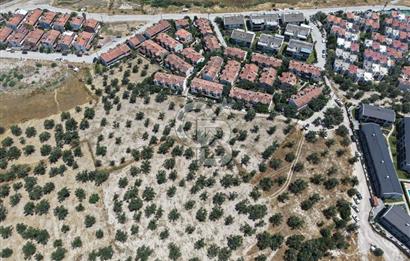 AYVALIK KÜÇÜKKÖY'DE DENİZE 500M MESAFEDE SATILIK ZEYTİNLİK