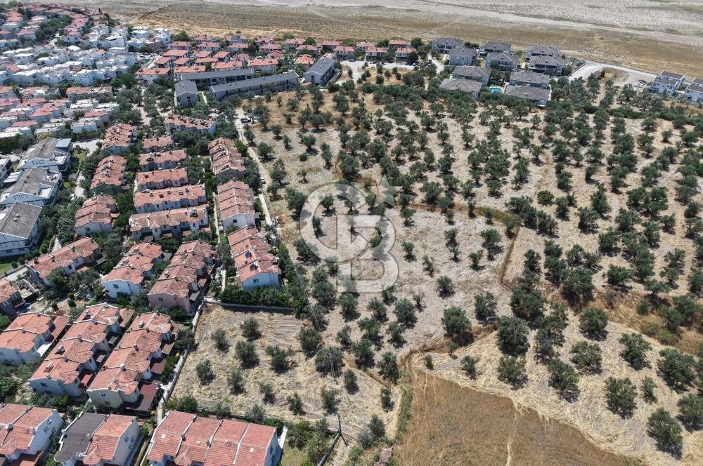 AYVALIK KÜÇÜKKÖY'DE DENİZE 500M MESAFEDE SATILIK ZEYTİNLİK