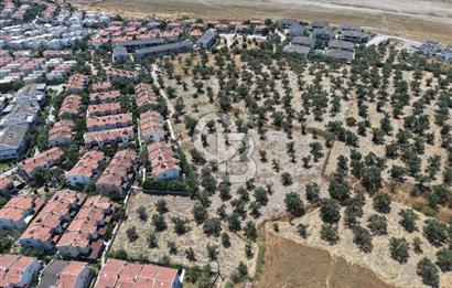 AYVALIK KÜÇÜKKÖY'DE DENİZE 500M MESAFEDE SATILIK ZEYTİNLİK