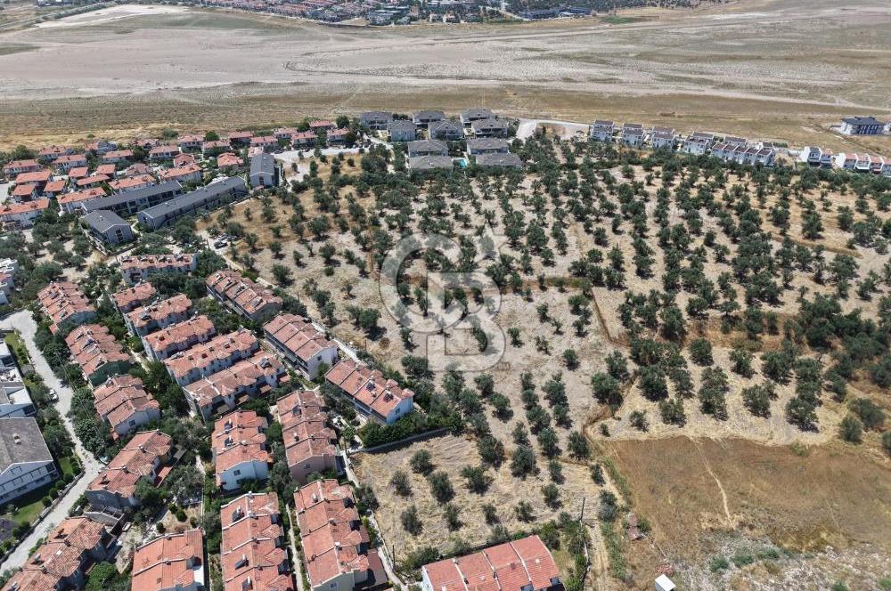 AYVALIK KÜÇÜKKÖY'DE DENİZE 500M MESAFEDE SATILIK ZEYTİNLİK