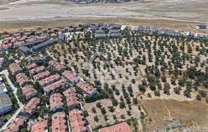 AYVALIK KÜÇÜKKÖY'DE DENİZE 500M MESAFEDE SATILIK ZEYTİNLİK