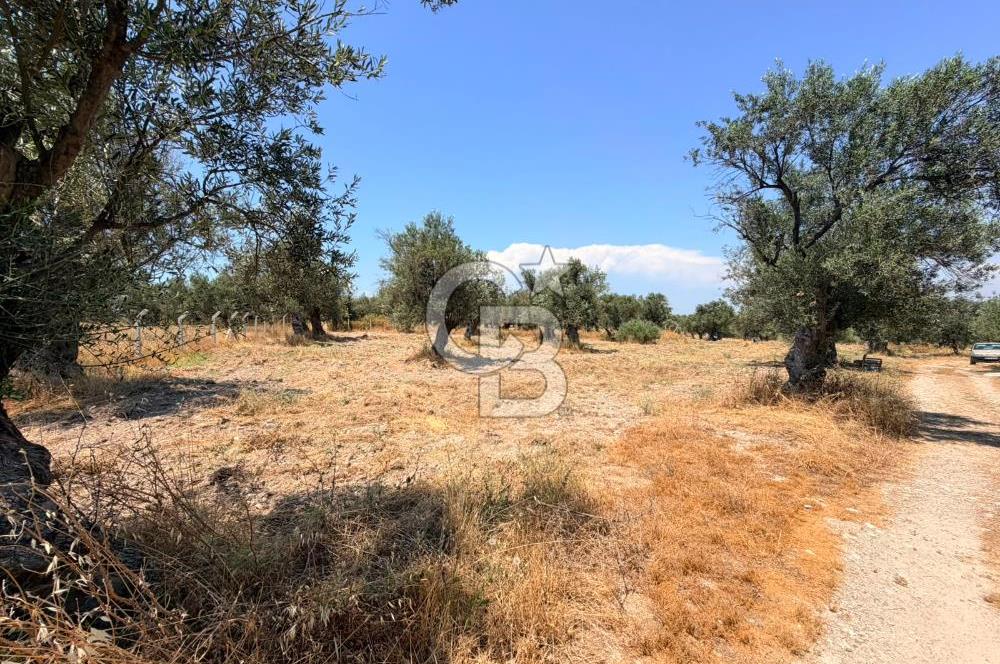 AYVALIK KÜÇÜKKÖY'DE DENİZE 500M MESAFEDE SATILIK ZEYTİNLİK