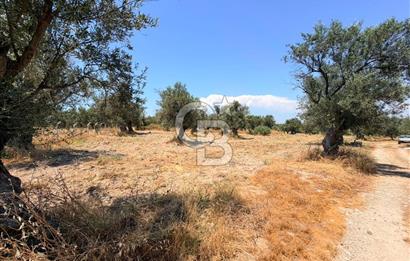 AYVALIK KÜÇÜKKÖY'DE DENİZE 500M MESAFEDE SATILIK ZEYTİNLİK