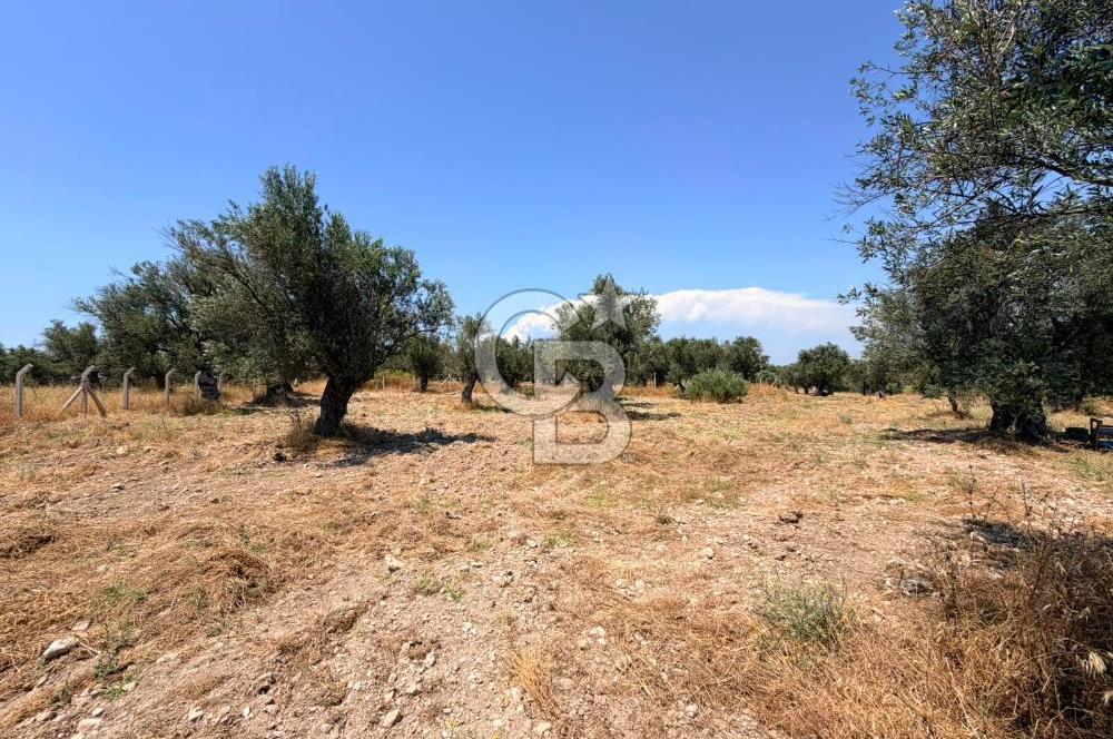 AYVALIK KÜÇÜKKÖY'DE DENİZE 500M MESAFEDE SATILIK ZEYTİNLİK