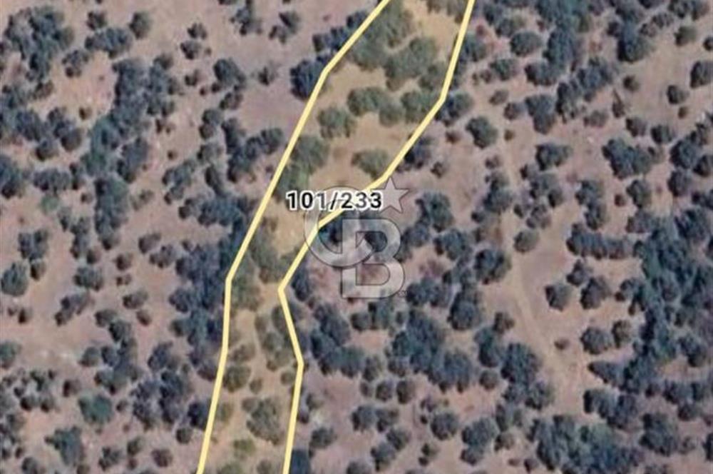Bayındır Yusuflu’da Yatırımlık   4521m2 Satılık Zeytinlik 