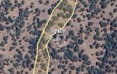 Bayındır Yusuflu’da Yatırımlık   4521m2 Satılık Zeytinlik 