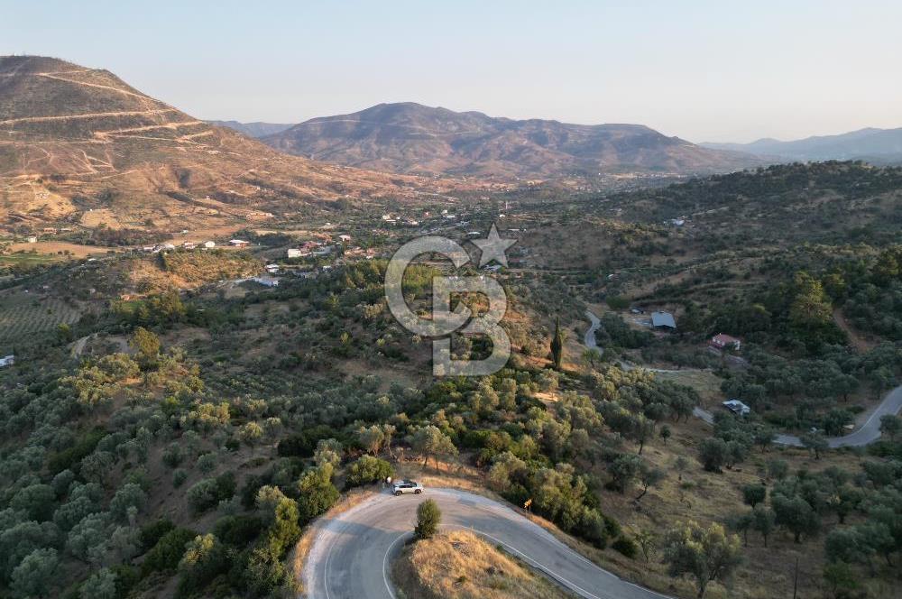 Orhanlı Köyünde Fırsat Konumda 10.550m2 Zeytin Ağaçlı Tarla