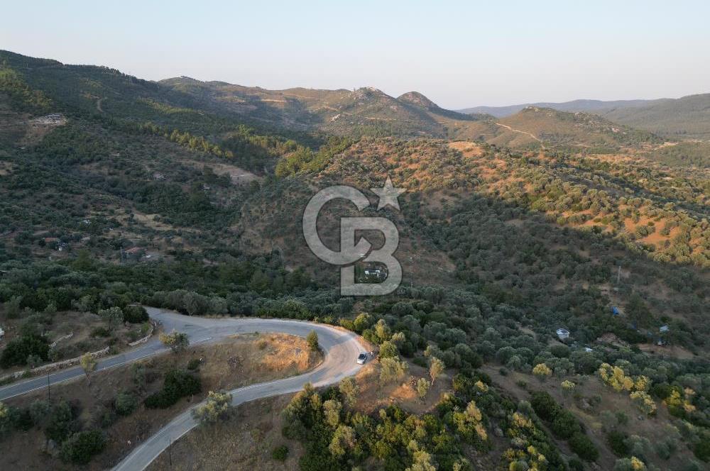 Orhanlı Köyünde Fırsat Konumda 10.550m2 Zeytin Ağaçlı Tarla