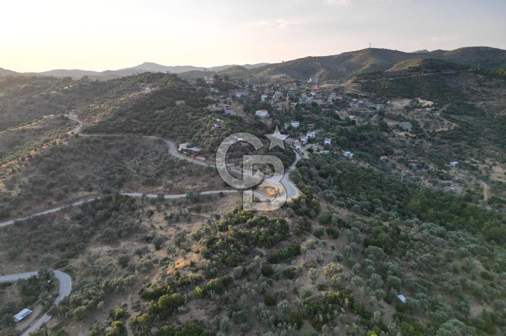 Orhanlı Köyünde Fırsat Konumda 10.550m2 Zeytin Ağaçlı Tarla